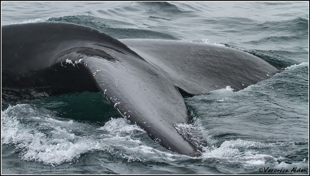 Humpback_MG_6788.jpg - Humpback Whale  (Megaptera novaeangliae) NS23