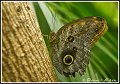 Butterfly_MG_8308