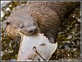 RiverOtter_MG_3719