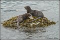 RiverOtter_MG_8374