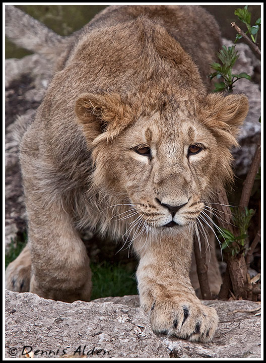 AsiaticLionCub_MG_7357.jpg - Asiatic Lion Cub(Panthera leo persica) CM070