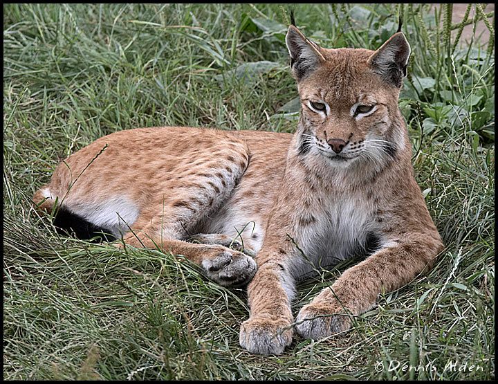 European_lynx_Felis_lynx.jpg - European Lynx(Felis lynx)CM001