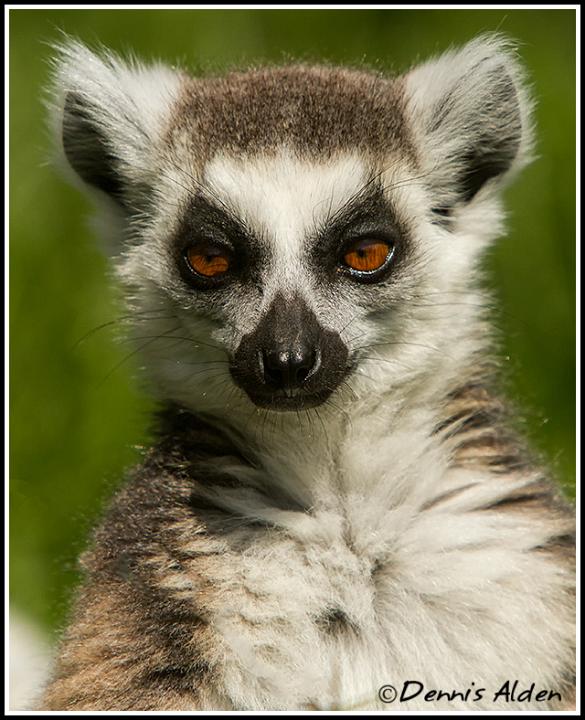 RTL_MG_0660.jpg - Ring-tailed Lemur (Lemur catta)CM076