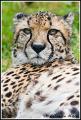 Cheetah_MG_9392