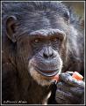 chimpanzee_MG_2244