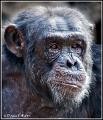 chimpanzee_MG_2248