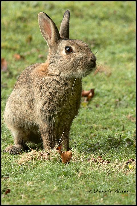 bunny4_800px.jpg - European Rabbit(Oryctolagus cuniculus)EU007
