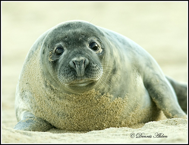 seal_640px.jpg - Grey Seal(Halichoerus grypus)EU005