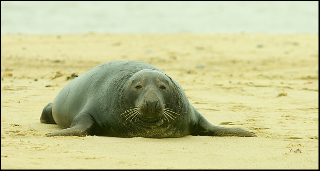 seal_640px_01012006.jpg - Dog Grey Seal(Halichoerus grypus)EU004
