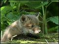 fox_cub_MG_3727_720px