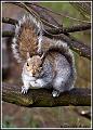 squirrel_MG_1738
