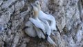 VonGannets_55A1453