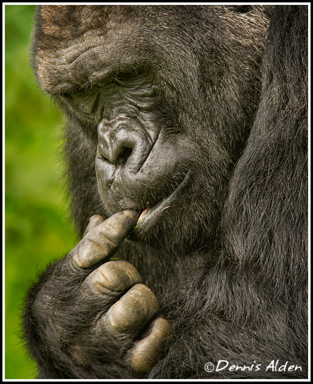 Gorilla_MG_1235.jpg - Western Lowland Gorilla (Gorilla gorilla gorilla)PL9