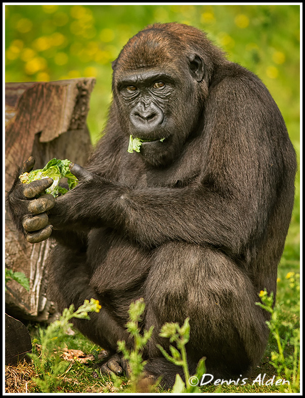 Gorilla_MG_1249.jpg - Western Lowland Gorilla (Gorilla gorilla gorilla)PL10