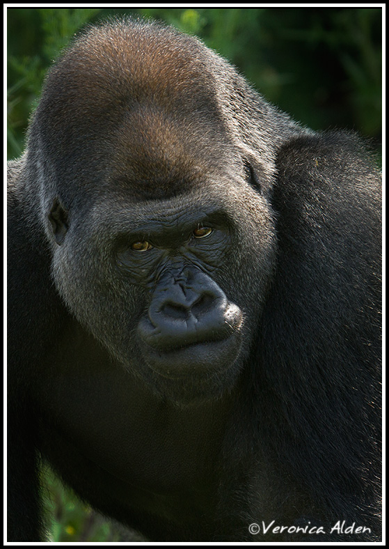 Gorilla_MG_5076.jpg - Western Lowland Gorilla (Gorilla gorilla gorilla)PL1