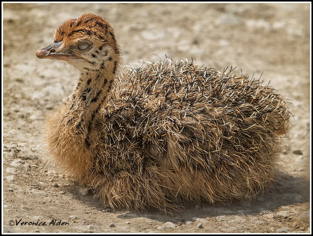 OstrichChick_MG_4924.jpg - Ostrich chick ( 1 week old) (Struthio camelus) PL14