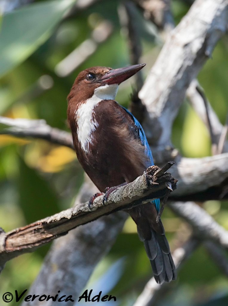 WhiteThroatedKingfisher_55A3406.jpg - White-throated Kingfisher (Halcyon smyrnensis)