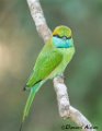 GreenBee-eater_52A7079