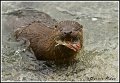 RiverOtter_MG_8398