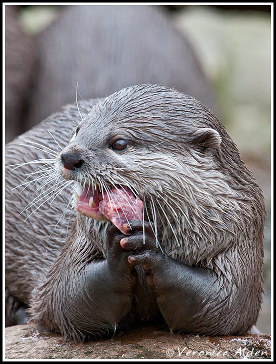 AsianShortClawedOtter.jpg - Oriental Small-clawed Otter (Aonyx cinerea)CM071