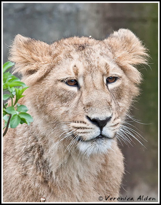 AsiaticLilonCub_MG_3682.jpg - Asiatic Lion Cub(Panthera leo persica) CM069