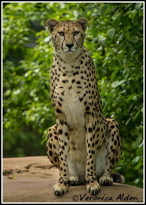 Cheetah_MG_4760.jpg - Cheetah(Acinonyx jubatus) CM080