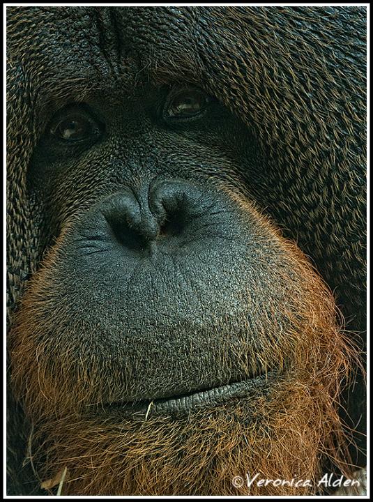 OrangUtan_MG_4792.jpg - Orangutan (Pongo pygmaeus)CM082