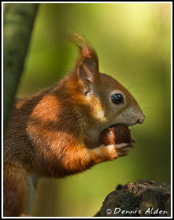RedSquirrel_MG_2722.jpg -  Red Squirrel (Sciurus vulgaris)CM072