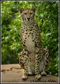 Cheetah_MG_4760