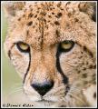 Cheetah_MG_6347