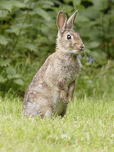 Bunny2a.jpg - European Rabbit(Oryctolagus cuniculus)EU001