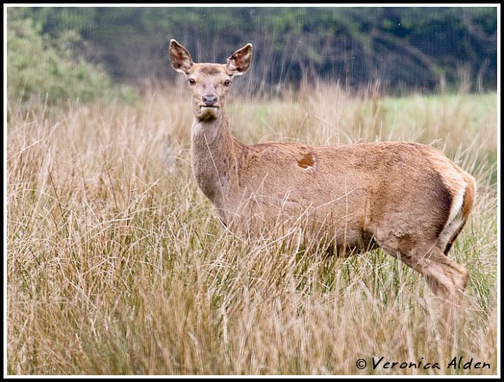 RoeDeer_MG_8300.jpg - Roe Deer (Capreolus capreolus) EU015