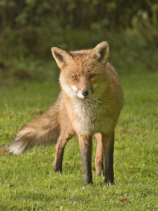fox_3.jpg - Red Fox(Vulpes vulpes)EU008