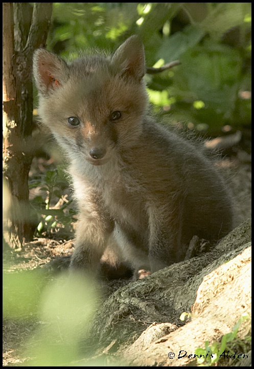 fox_cub_720px.jpg - Red Fox Cub(Vulpes vulpes)EU009
