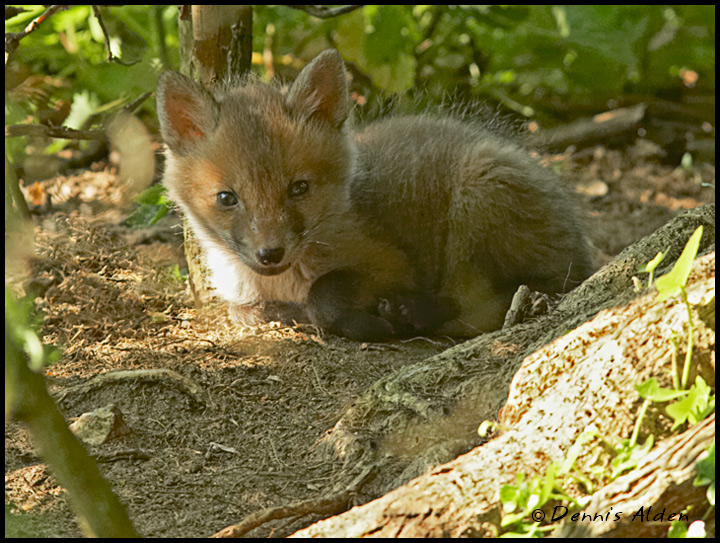 fox_cub_MG_3701_720px.jpg - Red Fox Cub(Vulpes vulpes)EU012