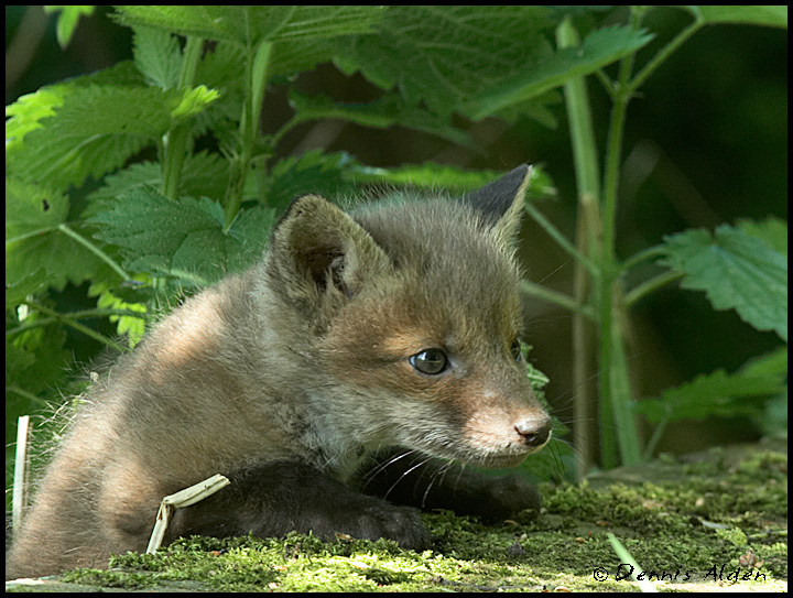 fox_cub_MG_3727_720px.jpg - Red Fox Cub(Vulpes vulpes)EU011