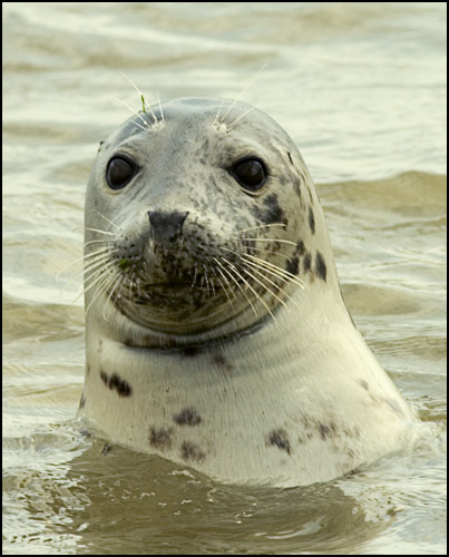 grey_seal.jpg - Grey Seal(Halichoerus grypus)EU002
