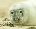 seal_pup_640px_01062006
