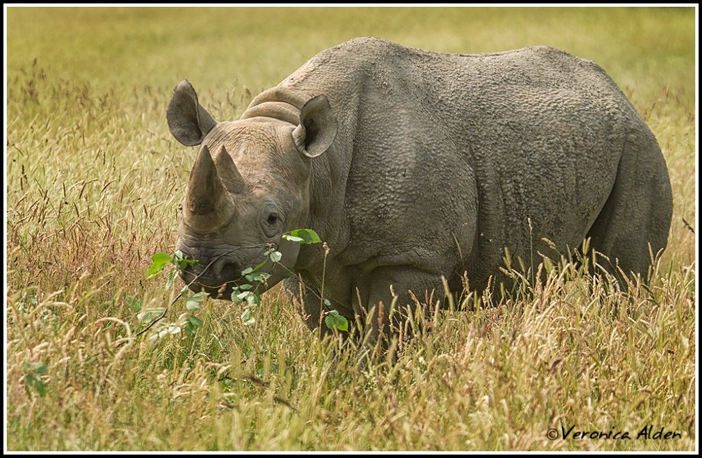BlackRhino_MG_4868.jpg - Black Rhinoceros  (Diceros bicornis)PL12