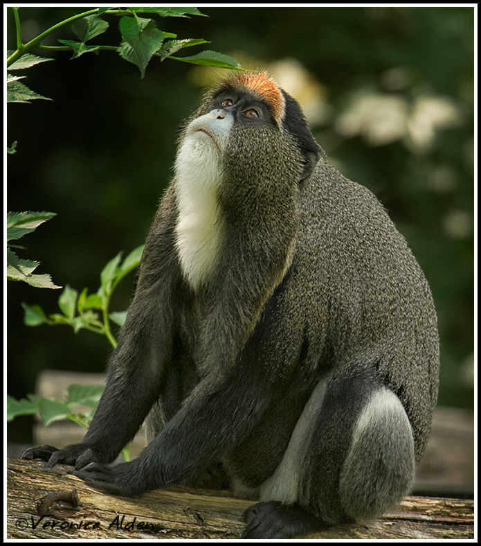 DeBrazzasMonkey_MG_4819.jpg - De Brazza's monkey (Cercopithecus neglectus)PL15