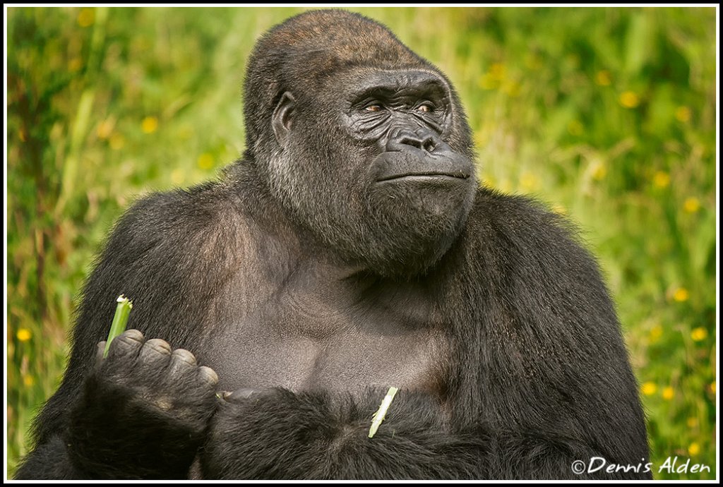 Gorilla_MG_1269.jpg - Western Lowland Gorilla (Gorilla gorilla gorilla)PL2