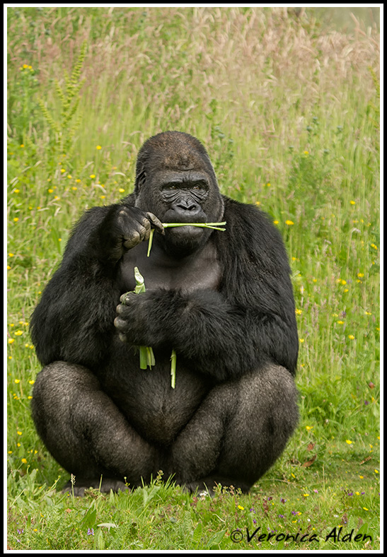 Gorilla_MG_4857.jpg - Western Lowland Gorilla (Gorilla gorilla gorilla)PL5