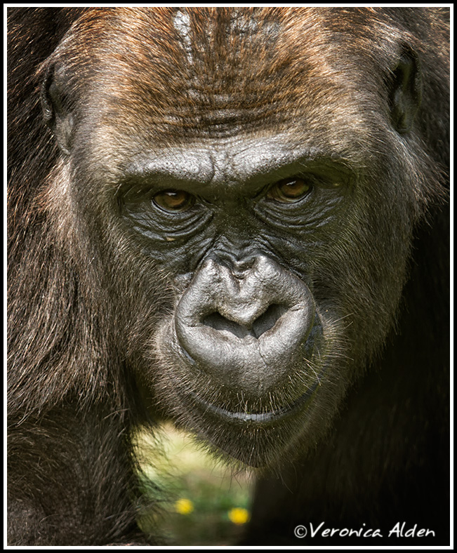 Gorilla_MG_4943.jpg - Western Lowland Gorilla (Gorilla gorilla gorilla)PL6