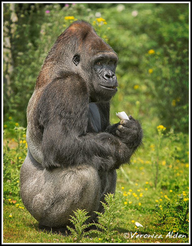 Gorilla_MG_5001.jpg - Western Lowland Gorilla (Gorilla gorilla gorilla)PL8