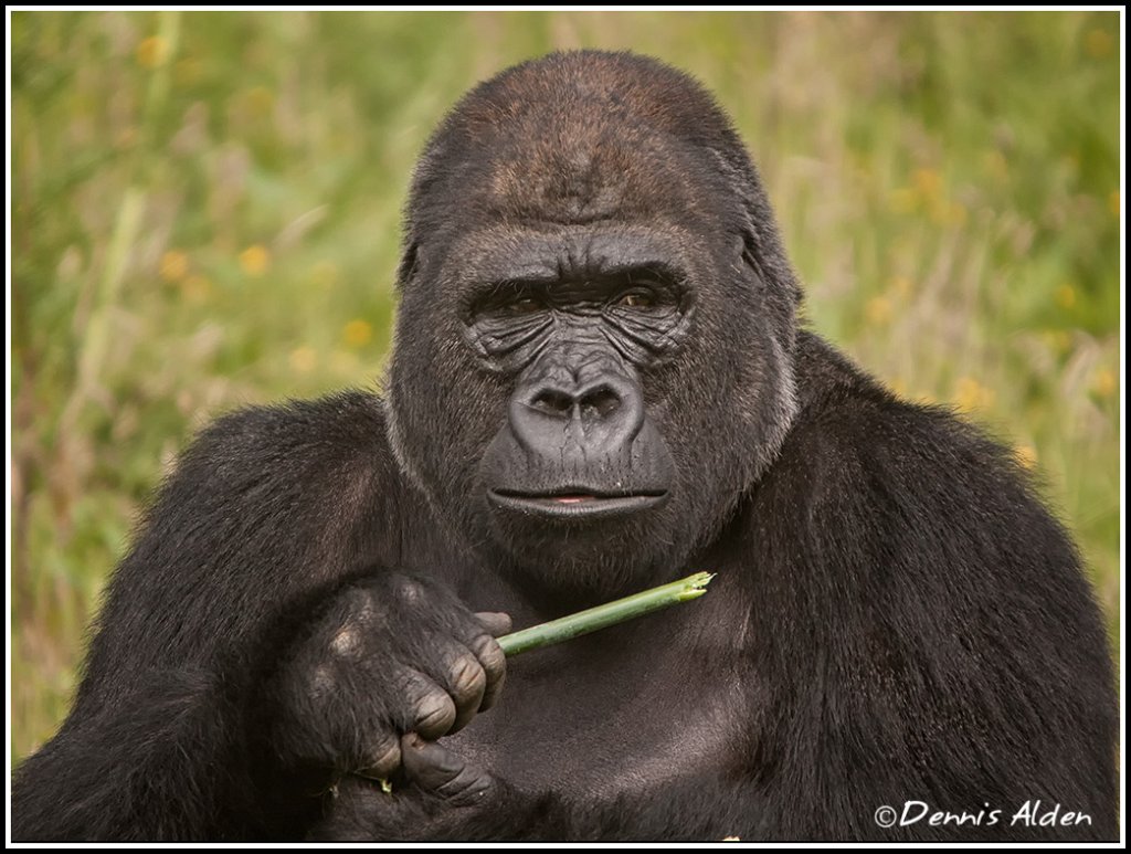 Gorilla_MG_9720.jpg - Western Lowland Gorilla (Gorilla gorilla gorilla)PL11