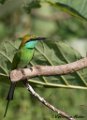 GreenBee-Eater_55A2398