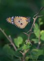 Butterfly_55A2868